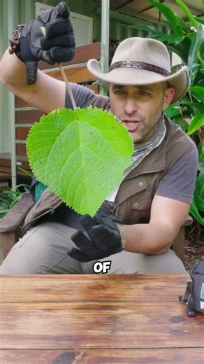 The most dangerous tree in the world
