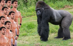« Une victoire sans problème » … Mais alors, qui gagne vraiment dans un combat entre un gorille et cent humains ?