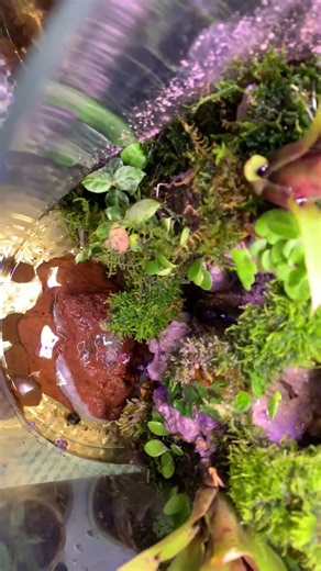 Mini Rainforest Begins 🌿💧｜第一次自制雨林缸 | Robin’s Leisure Time #relaxingvibes #plants #rainforest