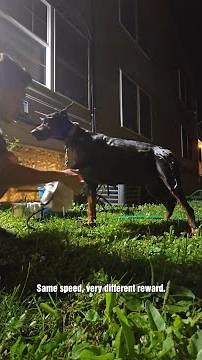 My doberman got sprayed by a skunk 🦨 Here is how to deal with it if this ever happens to you.