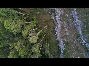 Forest soil takes decades to recover from wildfire, logging - UPI.com