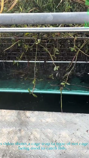 Catching Fish With a Cage Trap: Using a Net Cage to Harvest Aquatic Life