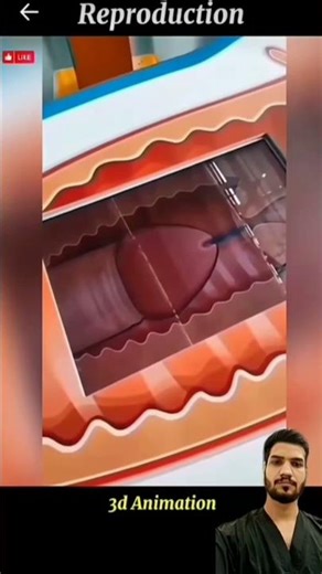 Female Reproductive System Explained | 3D Medical Animation for Education