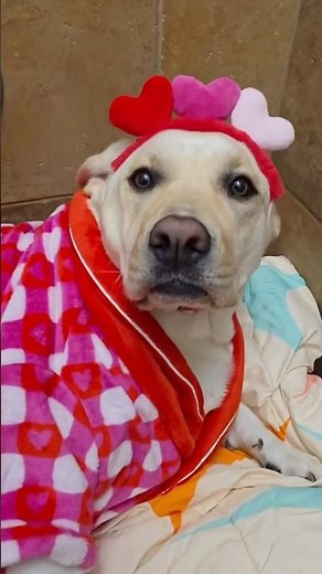 The cutest Valentine’s Day transformation 😍 via IG 1569petsmart #AnythingforPets #petsmart