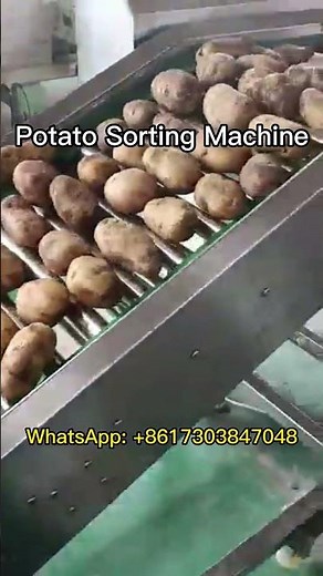 Grading Your Material With This Amazing Potato Sorting Machine
