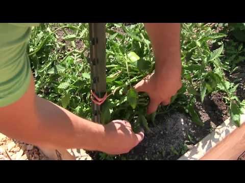 Re-fertilizing Existing Plants with Trifecta