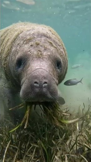Manatee POV Underwater | Realistic Feeding & Ocean Life Footage