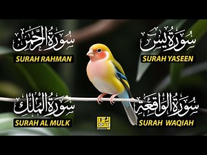 Beautiful Surah Yaseen (Yasin) | Surah Rahman | Surah Waqiah | Surah Mulk