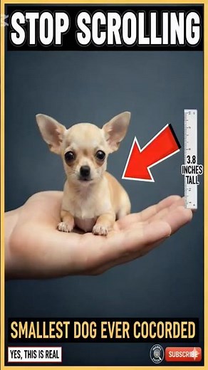 This Dog Is Smaller Than Your Hand 😱🐶 | World’s Smallest Dog
