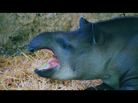 Tapirs Explained: The Jungle’s Most Adorable Oddballs