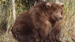 Alaska National Park Shares Time-lapse of Brown Bear Gaining Weight, 'We’re Celebrating That Celluli