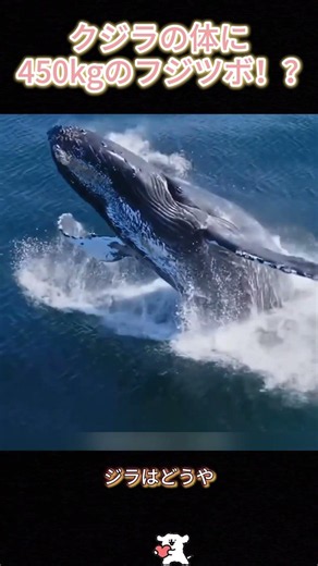 クジラの体に450kgのフジツボ！？ #クジラ #フジツボ #海の生き物 #海洋生物 #動物雑学 #生き物の不思議 #自然界 #野生動物 #海の王者 #豆知識