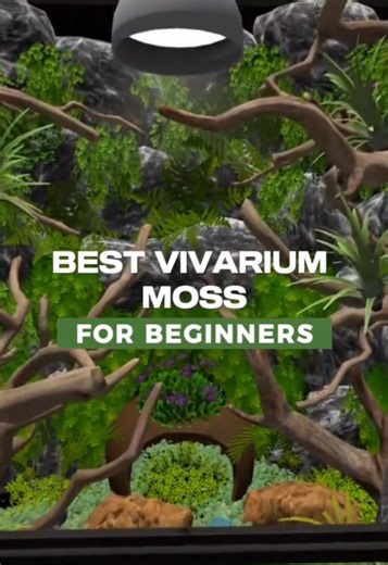 Beginner Moss for Your Perfect Vivarium Setup