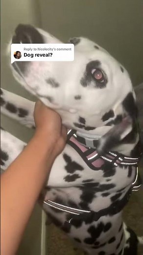 Dog Reveal: Meet the Dalmatian Duo!#DalmatianLove #DogReveal #PetPals #DogLife