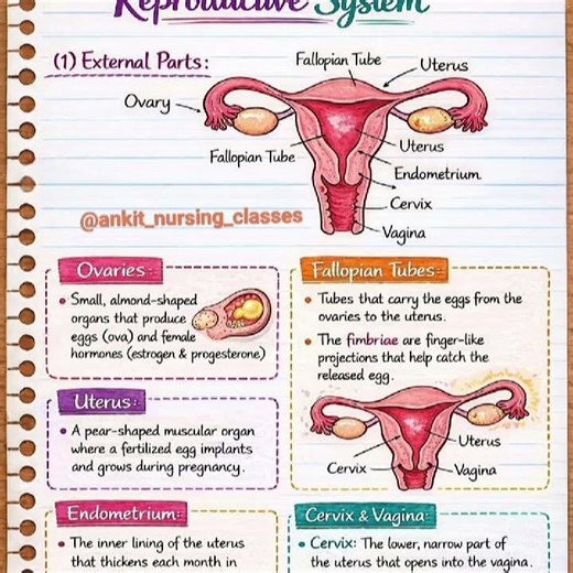 #Female#reproductive#system# #shorts#notes#viral#biology#video