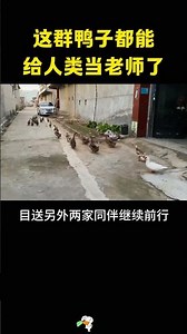 这群鸭子都能，给人类当老师了，太不可思议了 #搞笑 #大熱門 #搞笑视频 #感人壹幕 #寵物 #不要上推薦 #funny #正能量剧情