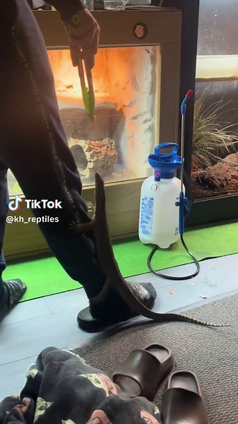 Argus Monitor feeding time🦎 • • • #argusmonitor #argus #lizard #lizardlife #lizardlove #fyp #viral #reptiles #reptilekeeper #monitorlizard #lizardpet #lizardeating #petkeeper #love #lizard #lizardtiktok #reptilesoftiktok