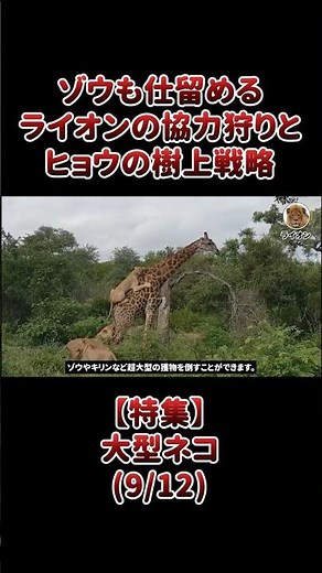 ゾウも仕留めるライオンの協力狩りとヒョウの樹上戦略