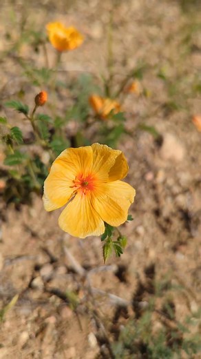 Ancient Rock Art along an Agua Fria tributary #river #Arizona #rockart #ancientart #ancienthistory #AncientCivilizations | Arizona Jones