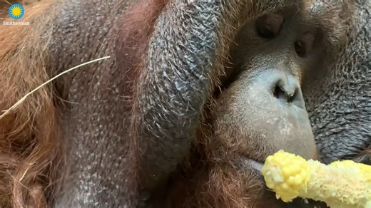 31K views · 661 reactions | 獵 They are silly, socially savvy and the...