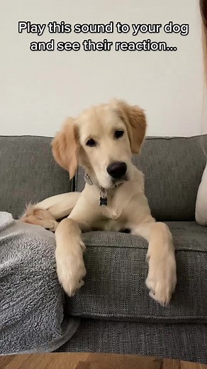 Dog Sounds for Your Furry Friend