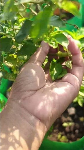 harvesting chillies. bird eye chilli
