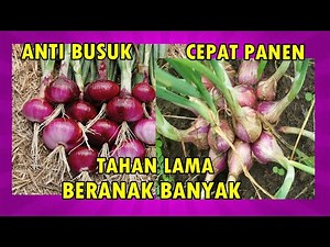 PANDUAN LENGKAP CARA MENANAM BAWANG MERAH DI POT 2 BULAN PANEN | HOW TO GROW SHALLOTS AT HOME EASILY
