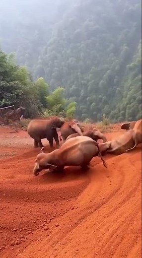 Elephants Lose Balance on Cliff Edge Dramatic Rescue Unfolds #wildlife #elephants #nature