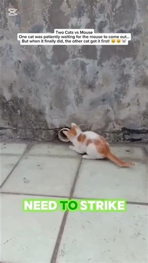 Two Cats vs Mouse 🐱🐱🐭 Unexpected Steal Moment | Animal Shorts. cred : @funny.animal98 #cat