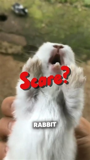 You’re Scaring Your Rabbit Without Knowing… They Freeze in Fear #rabbitcare #petbehavior #bunnyfacts