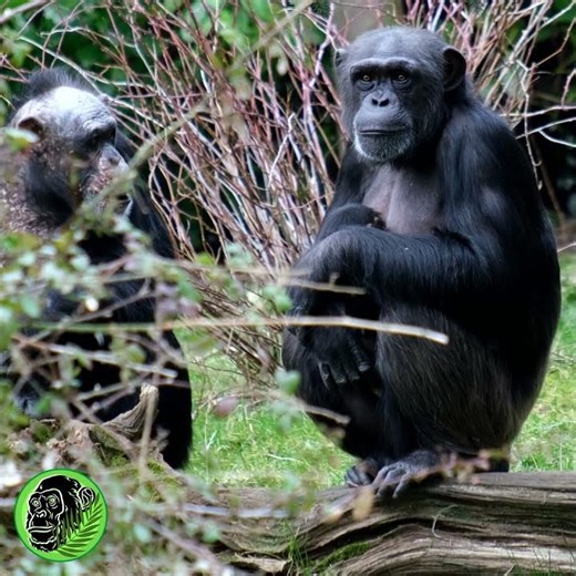 Chimpanzee With Suckling Baby Chimp #shorts