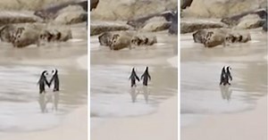 Loved Up Penguin Couple ‘Holding Hands’ While Walking On A Beach