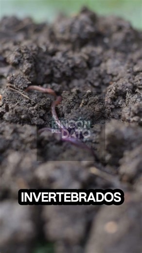 Tres Datos Sobre Los Invertebrados. #shorts #sabiasque #datoscuriosos #invertebrados