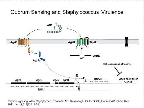 BIO204 Quorum Sensing Staphylococcus Aureus