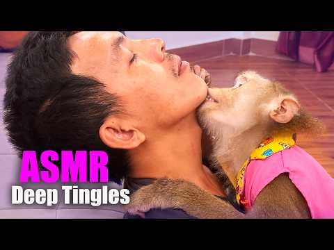 ASMR Deep Tingles | Monkey Grooming Human (No Talking, Fast Sleep Trigger)