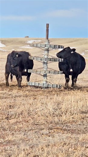 26K views · 219 reactions | We put a scratching post out in the pasture for the cows. These cows are enjoying it. You can tell by the drool the cow on the left has. | 1HandnFarming | Facebook