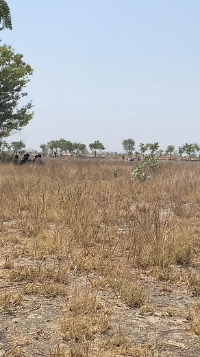 Best jodi of bulls part-4 | Cinematic Adventures | Facebook