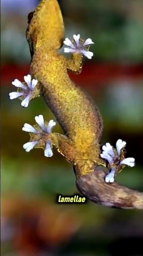 The Wall-Climbing Lizard: Gecko's Feet Secret! 🦎 | Natural Science
