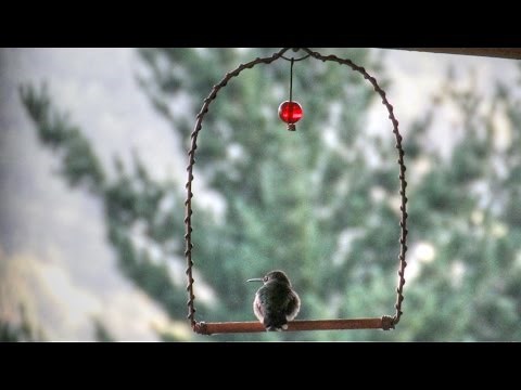 Hummingbird Swing Perch