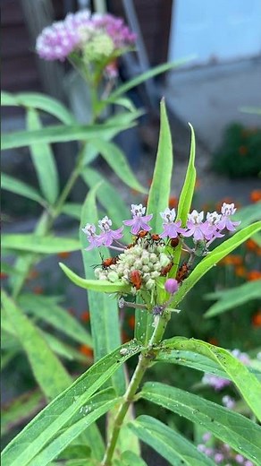 Milkweed Bug Life Cycle - Save Your Milkweed From These MONSTERS!