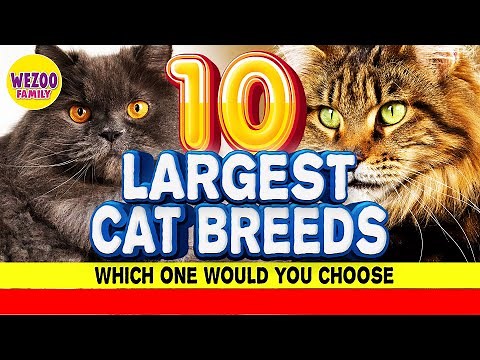 10 Largest Domesticated Cat Breeds - Which One You Choose? best cat breeds for first time owners