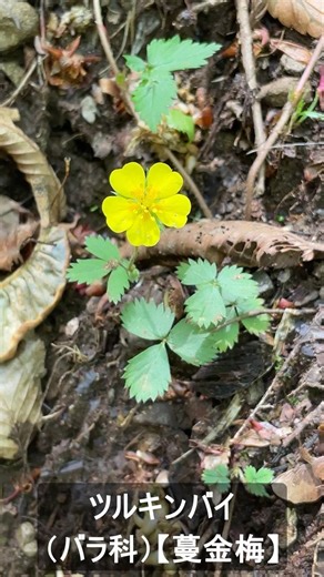 ツルキンバイ （バラ科） 【蔓金梅】 #山野草 #初夏の野草 #山の花 #蔓金梅 #植物図鑑 #山川草木図譜