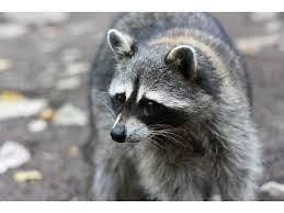 Rabid Raccoon Attacks Dog In Clementon Homeowner's Backyard: Authorities