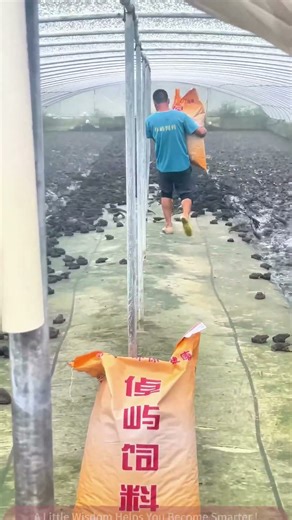 Behind the Scenes of Tiger Frog and Duck Farming: The Silent Effort in Feed Transport