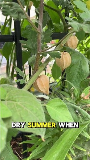 Gardening Tube Causes Explosive Growth