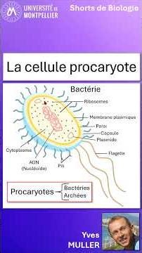 12. The prokaryotic cell
