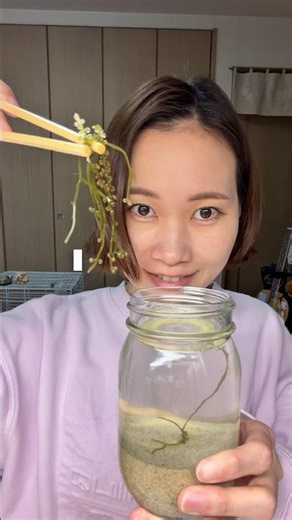 #海ぶどう #栽培