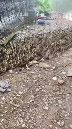 Raising geese in China 🥚 🐔 Learn how to raise chickens