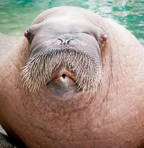 E.T. The Walrus Demonstrates His Wide Range of Vocalizations