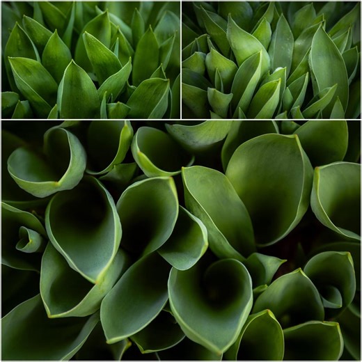 Spring Desktop Wallpaper Set • Green Leaves Wallpaper • Fresh Green Background • Floral Computer Wallpaper •Digital Download